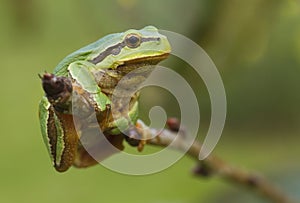 Hanging tree frog