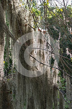 Hanging tree moss