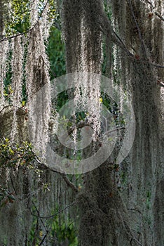 Hanging tree moss