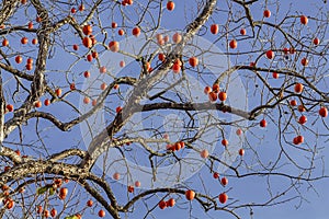 Hanging on a tree of persimmons. Tree without leaves with ripe persimmon fruit.