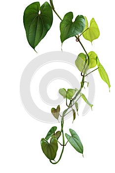 Hanging twisted vine liana plant with heart shaped green brownish leaves of purple yam or winged yam Dioscorea alata the tropic