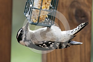 Hanging on under the bird feeder