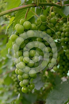 Hanging unripe unpicked green grapes - organic agriculture