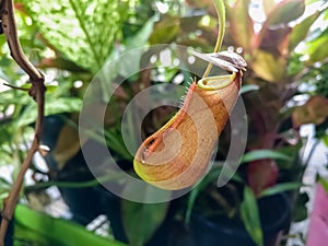 The Hanging Upper Pitcher