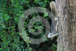 Hanging upside down on a tree trunk, a gray and white squirrel searches for food near a deep green, bush.