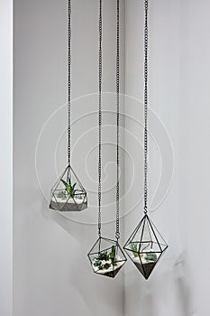 Hanging vases with plants