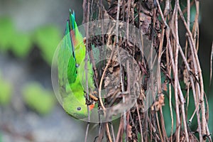 Hanging vernal parrot