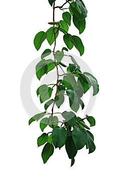 Hanging vine plant with dark green leaves and fruits of tropical forest climbing plant Scindapsus officinalis, Ayurvedic herbal