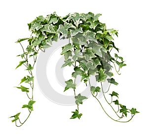 Hanging vine plant green ivy leaves isolated on white background