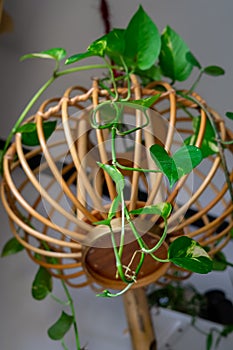 Hanging vine plant with heart-shaped variegated leaves of devil`s ivy or golden pothos Epipremnum aureum the popular tropic