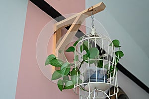 Hanging vine plant with heart-shaped variegated leaves of devil`s ivy or golden pothos Epipremnum aureum the popular tropic