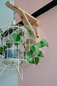 Hanging vine plant with heart-shaped variegated leaves of devil`s ivy or golden pothos Epipremnum aureum the popular tropic