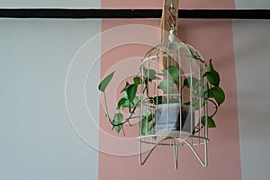 Hanging vine plant with heart-shaped variegated leaves of devil`s ivy or golden pothos Epipremnum aureum the popular tropic