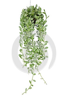 Hanging vine plant succulent leaves of epiphytic plant Dischidia sp. in tropical rainforest garden, indoor houseplant isolated photo