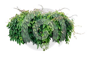 Hanging vine tropical forest plant bush with heart shaped green leaves and brown young leaves of purple yam or winged yam (