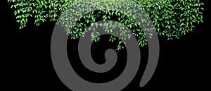 Hanging vines ivy foliage jungle bush, heart shaped green leaves climbing plant nature backdrop banner isolated on black