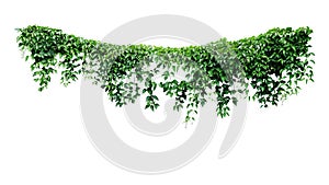 Sospeso vigneti Edera foglie la giungla cuore a forma di foglie verdi pianta natura sfondo isolato su sfondo bianco 