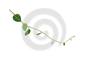 Hanging vines ivy foliage jungle bush, heart shaped green leaves climbing plant nature backdrop isolated on white background with