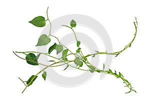 Hanging vines ivy foliage jungle bush, heart shaped green leaves climbing plant nature backdrop isolated on white background with