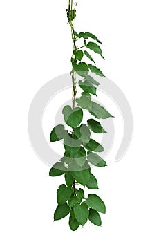 Hanging vines jungle liana plant growing in wild with heart shape green leaves isolated on white background with clipping path.