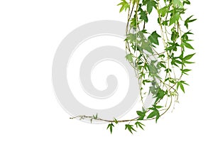 Hanging vines leaves of sweet potato vine plant isolated on white background with clipping path