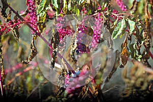 Hanging violet fruits and flowers in the air. photo