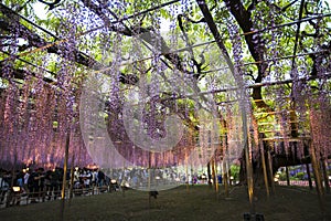 Hanging violet wisterial flowers garden at tochigi, japan