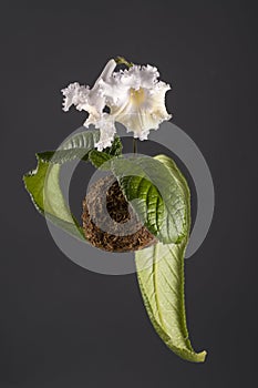 Hanging white flower of streptocarpus in a moss ball