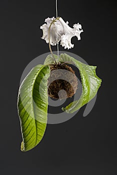 Hanging white flower of streptocarpus in a moss ball