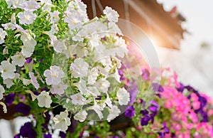 Hanging white Petunia flower Pot Containing