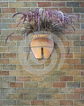 Hanging widemouthed earthen jar of dry Pennisetum on a bick wall