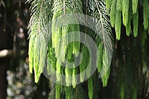 Hanging Wild Spruce branches