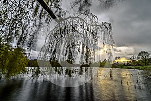 Hanging Willow Tree