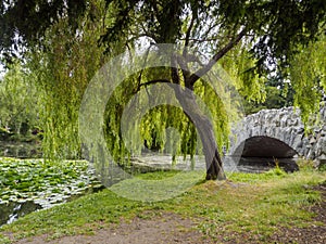 Hanging willow tree by a pond and stone bridge