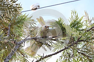 Australian Wildlife Series - Little Corella Cockatoo - Cacatua sanguinea photo