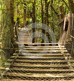 Hanging wooden bridge across the rainforest