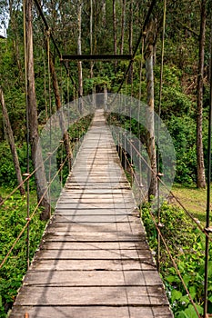 hanging wooden bridge in the forest