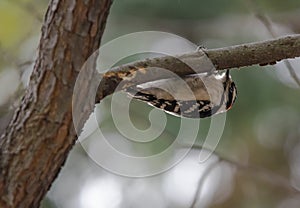 Hanging Woodpecker