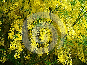 Hanging yellow flowers on a Laburnum tree
