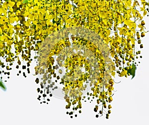 Hanging yellowish flowers with white sky background