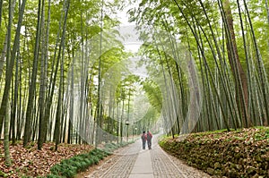 Hangzhou bamboo scenery