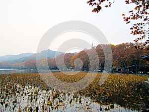 Hangzhou City west lake autumn  leaves yellowing pagoda