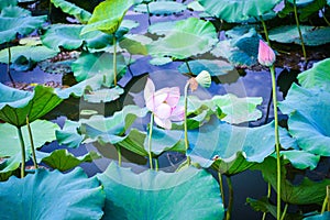 Hangzhou West Lake Lotus Blossom
