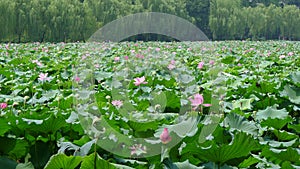 Hangzhou west lake with lotus flowers