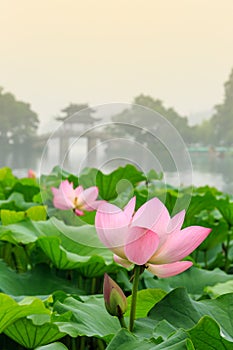 Hangzhou west lake Lotus in full bloom in a misty morning