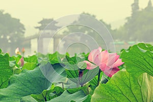 Hangzhou west lake Lotus in full bloom in a misty morning