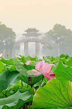 Hangzhou west lake Lotus in full bloom in a misty morning