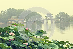 Hangzhou west lake Lotus in full bloom in a misty morning