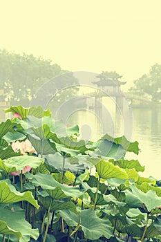 Hangzhou west lake Lotus in full bloom in a misty morning