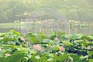 Hangzhou west lake Lotus in full bloom in a misty morning